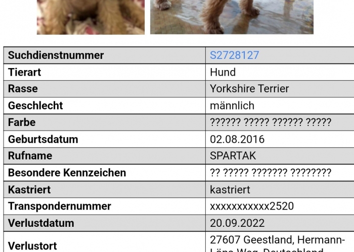 Hund, , Спартак Spartak, Tierheim Burgdorf