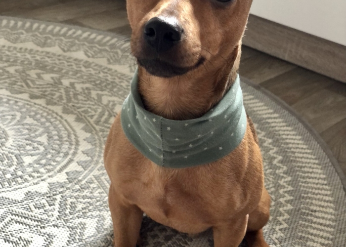 Hund, Jack Russel Mischling, Nou, Tierheim Burgdorf