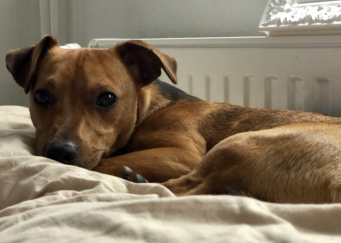 Jack Russel Mischling-Hund, Nou, Tierheim Burgdorf