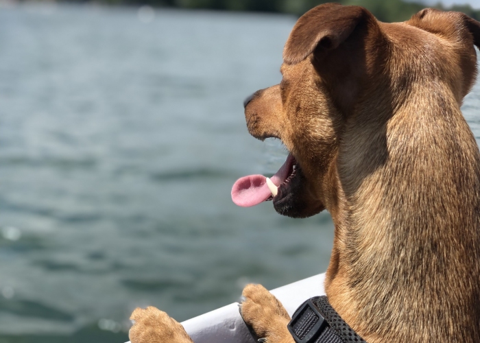 Jack Russel Mischling-Hund, Nou, Tierheim Burgdorf