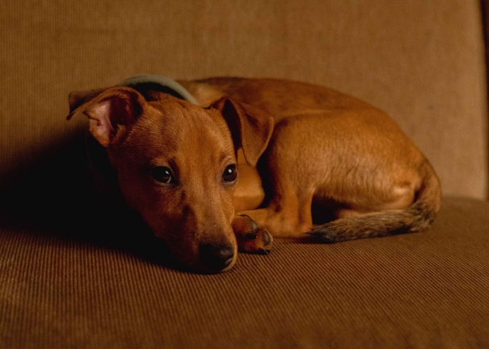 Jack Russel Mischling-Hund, Nou, Tierheim Burgdorf