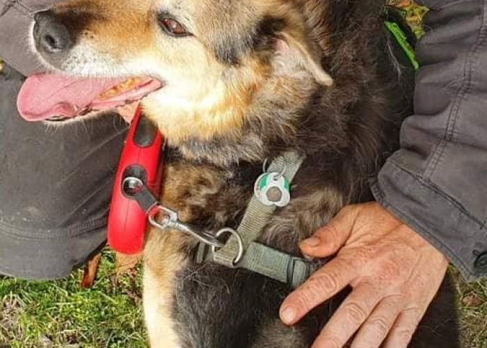 Hund, Schäferhund Mischling, Woody, Tierheim Burgdorf