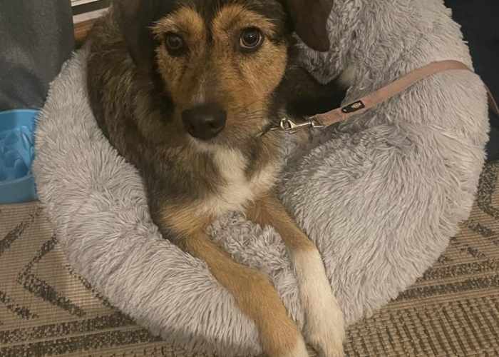 Hund, Mischling, Maya, Tierheim Burgdorf