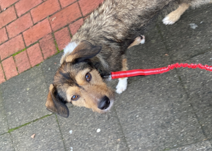 Mischling-Hund, Maya, Tierheim Burgdorf