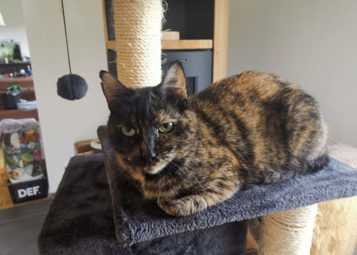 Katze, Europäisch Kurzhaar (Schildpatt), Rebeca, Tierheim Burgdorf
