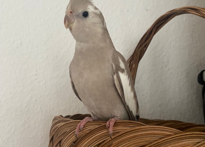 Vogel, Nymphensittich, Chico, Tierheim Burgdorf