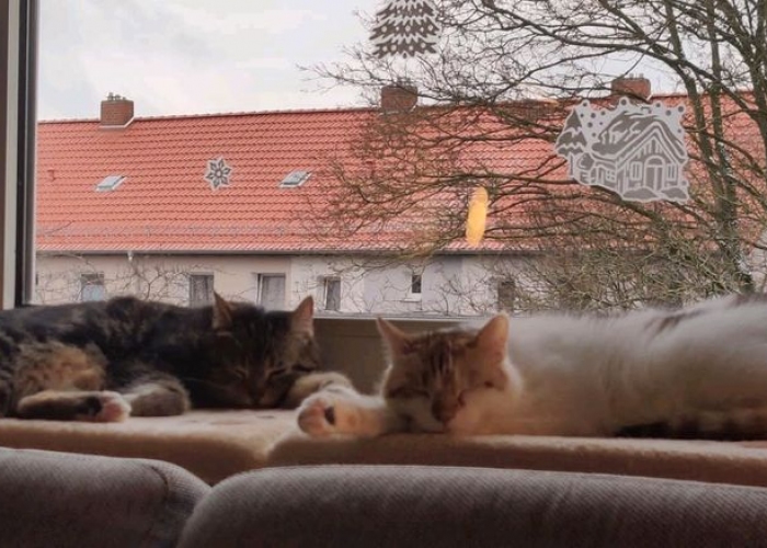 Katze, EKH, MinouundStella, Tierheim Burgdorf