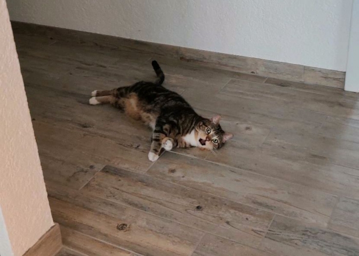 EKH-Katze, MinouundStella, Tierheim Burgdorf
