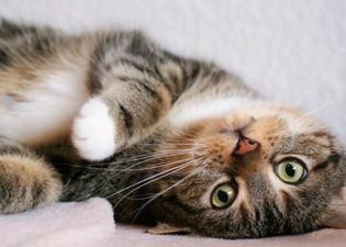 EKH-Katze, MinouundStella, Tierheim Burgdorf