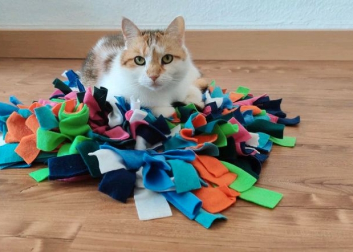 EKH-Katze, MinouundStella, Tierheim Burgdorf