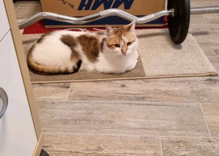 EKH-Katze, MinouundStella, Tierheim Burgdorf