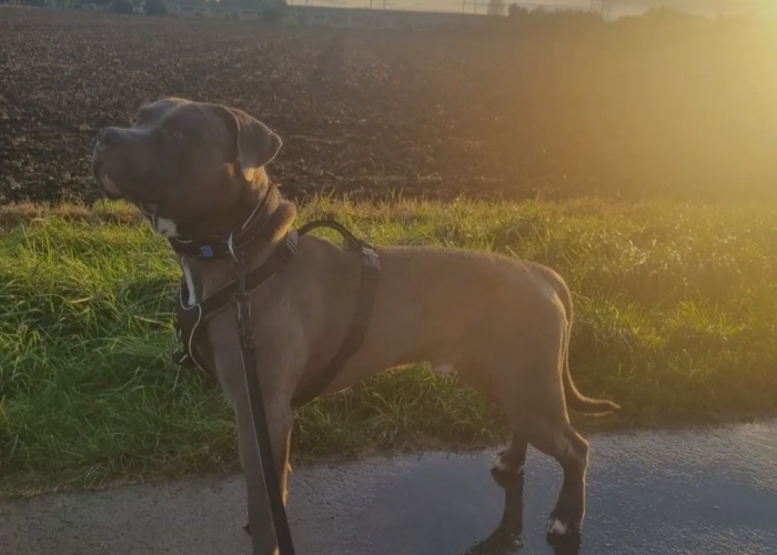 Hund, American Bully , Rockstar, Tierheim Burgdorf