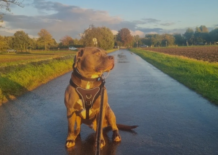 American Bully -Hund, Rockstar, Tierheim Burgdorf