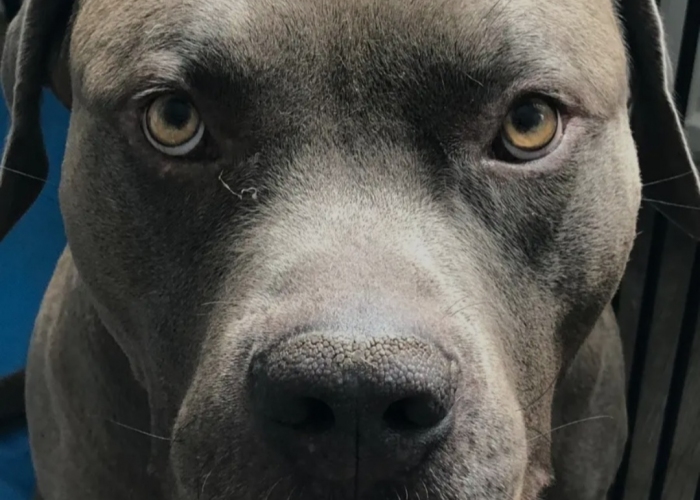 American Bully -Hund, Rockstar, Tierheim Burgdorf