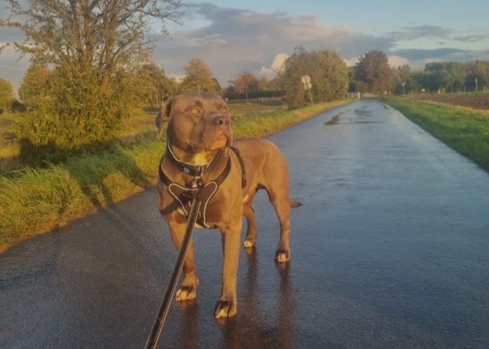 American Bully -Hund, Rockstar, Tierheim Burgdorf