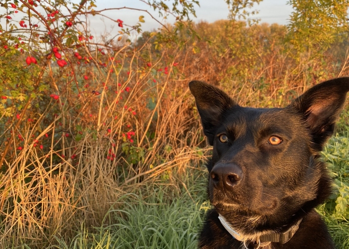 Schäferhund Mischling-Hund, Tiana, Tierheim Burgdorf