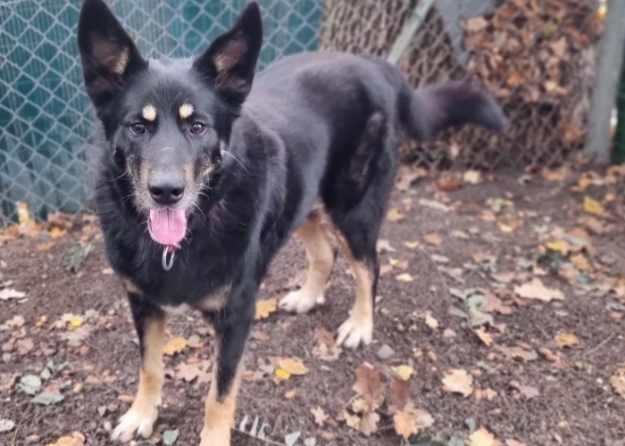 Hund, Schäferhund-Mischling, Milou, Tierheim Burgdorf
