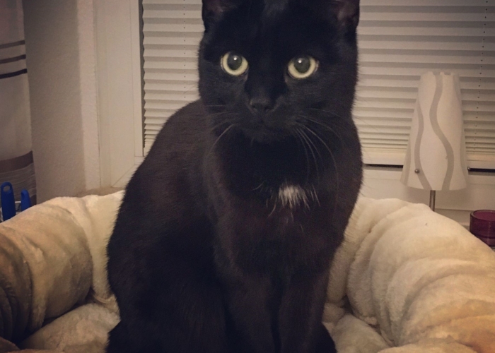 EKH-Katze, RustyundAmy, Tierheim Burgdorf