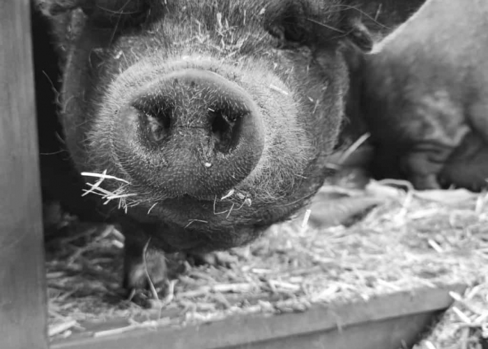 Hängebauchschwein-Sonstiges, Elisabeth, Tierheim Burgdorf