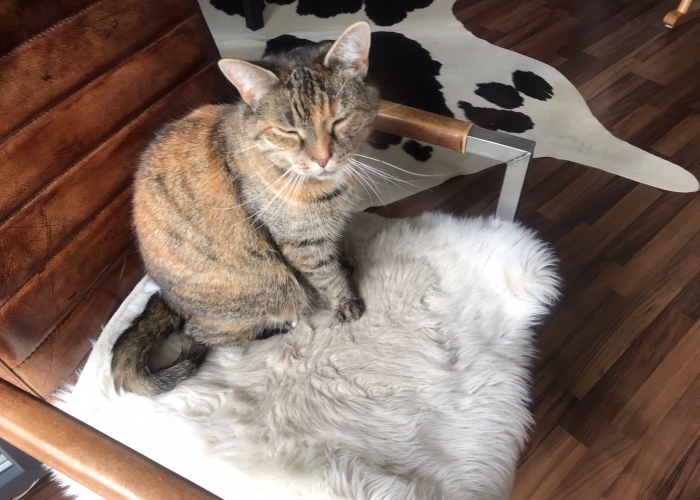 EKH-Katze, RustyundAmy, Tierheim Burgdorf