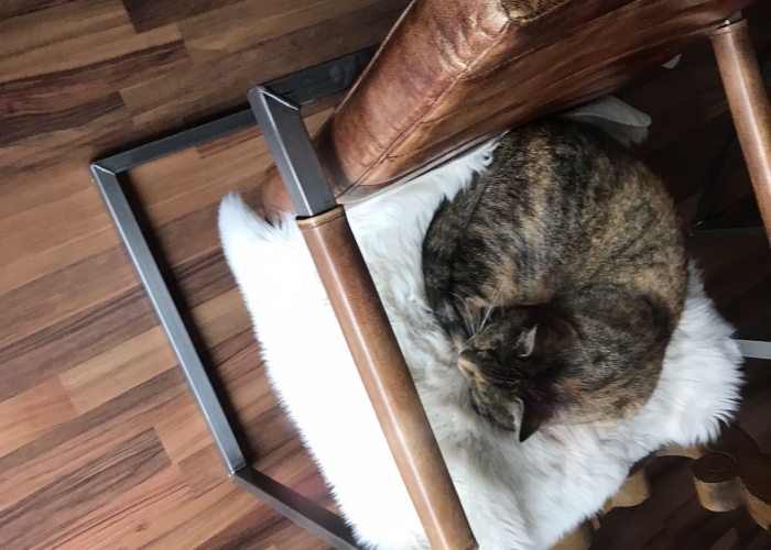 EKH-Katze, RustyundAmy, Tierheim Burgdorf