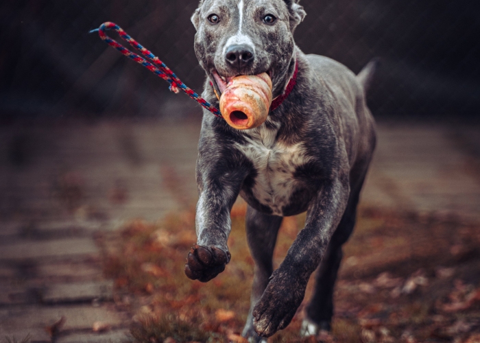Hund, American Staffordshire Terrier, Junia, Tierheim Burgdorf