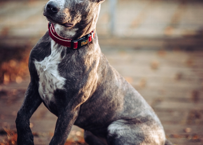 American Staffordshire Terrier-Hund, Junia, Tierheim Burgdorf