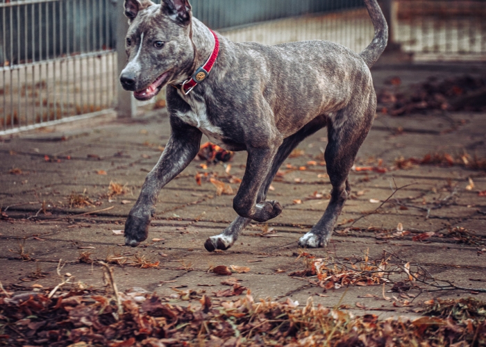 American Staffordshire Terrier-Hund, Junia, Tierheim Burgdorf