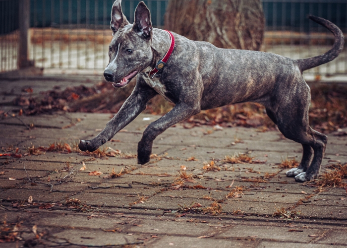 American Staffordshire Terrier-Hund, Junia, Tierheim Burgdorf