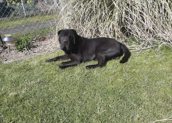 Hund, Shar Pei, Balu, Tierheim Burgdorf