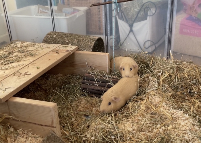 Katze, , Jon und Kasper, Tierheim Burgdorf