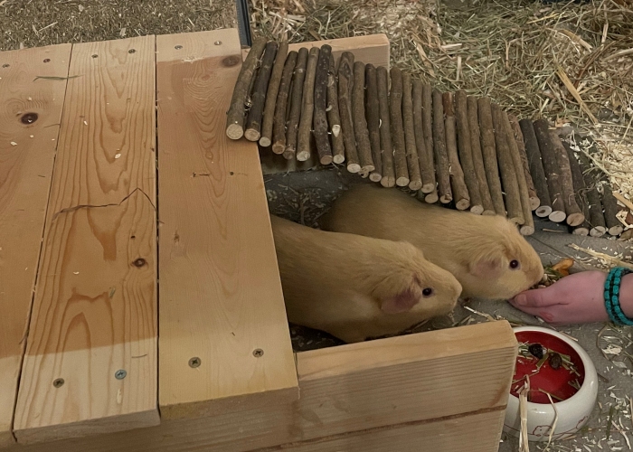 -Katze, Jon und Kasper, Tierheim Burgdorf