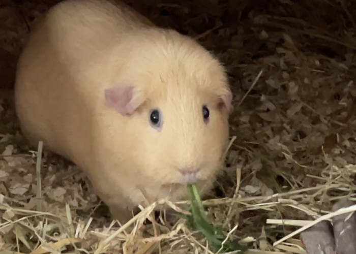 -Katze, Jon und Kasper, Tierheim Burgdorf