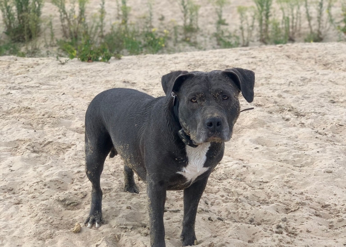 Hund, Staffordshire Terrier , Shiva, Tierheim Burgdorf