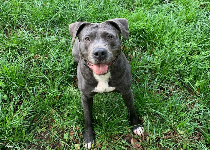 Staffordshire Terrier -Hund, Shiva, Tierheim Burgdorf