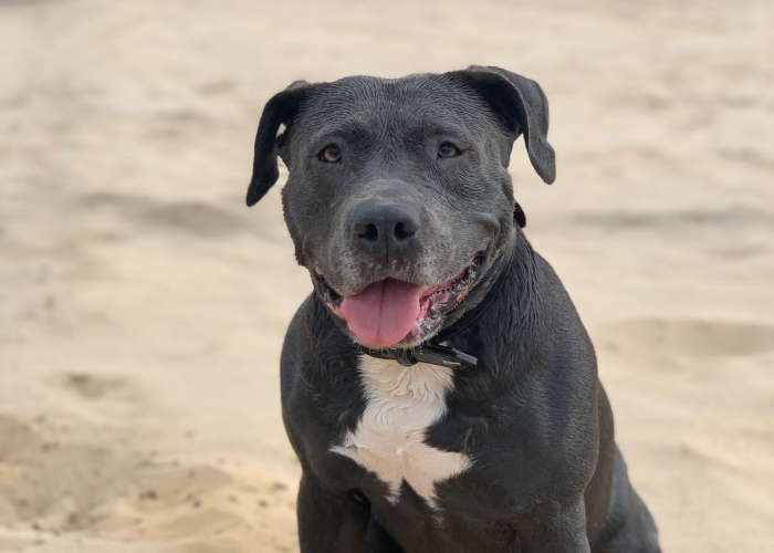 Staffordshire Terrier -Hund, Shiva, Tierheim Burgdorf