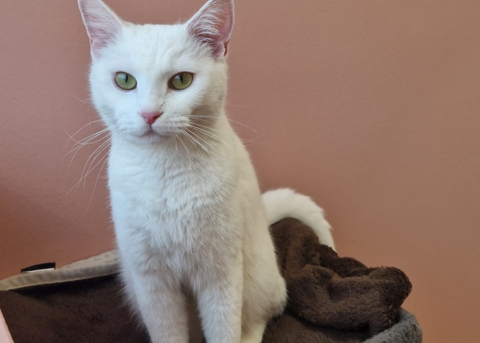 Katze, EKH, Lumi, Tierheim Burgdorf