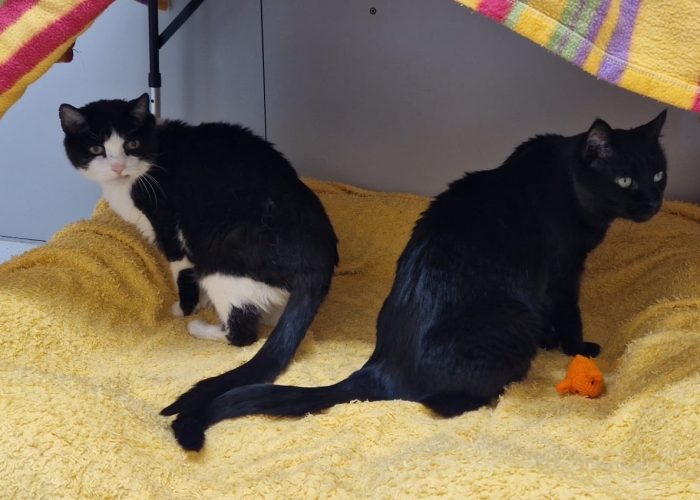 EKH-Katze, Taifun und Antonia, Tierheim Burgdorf