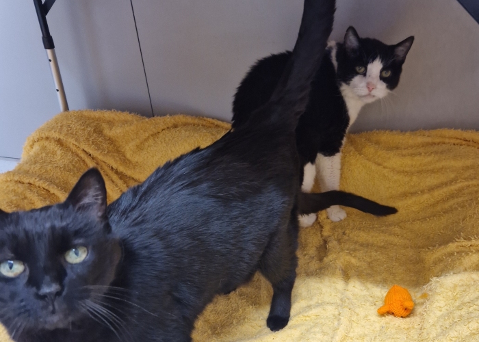 EKH-Katze, Taifun und Antonia, Tierheim Burgdorf