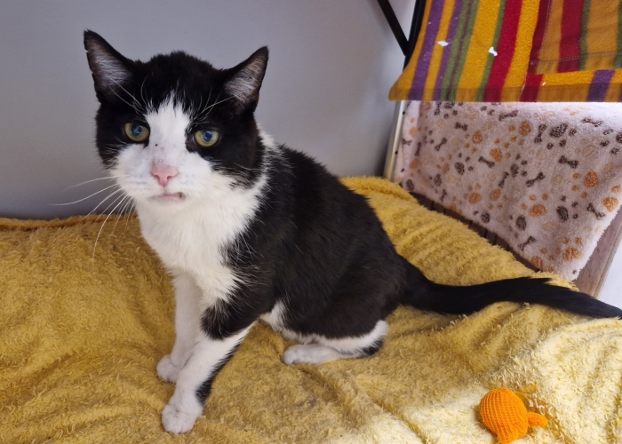 EKH-Katze, Taifun und Antonia, Tierheim Burgdorf