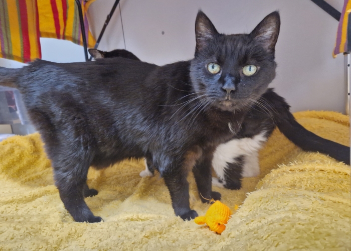 EKH-Katze, Taifun und Antonia, Tierheim Burgdorf