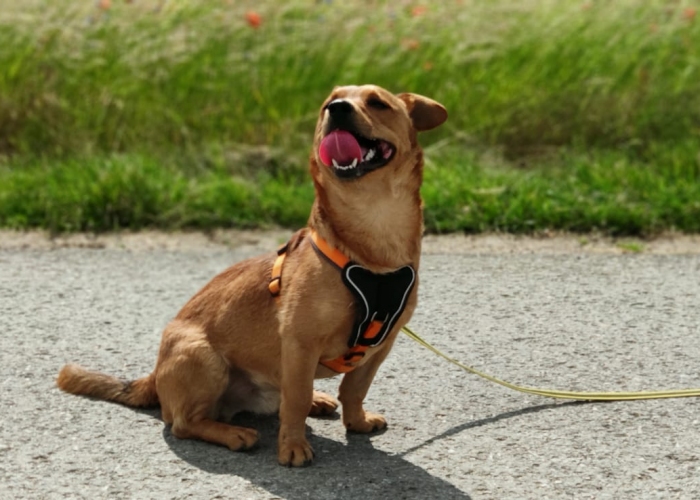 Mischling-Hund, Willi, Tierheim Burgdorf
