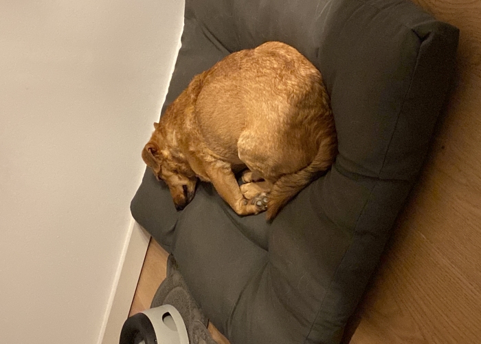 Mischling-Hund, Willi, Tierheim Burgdorf