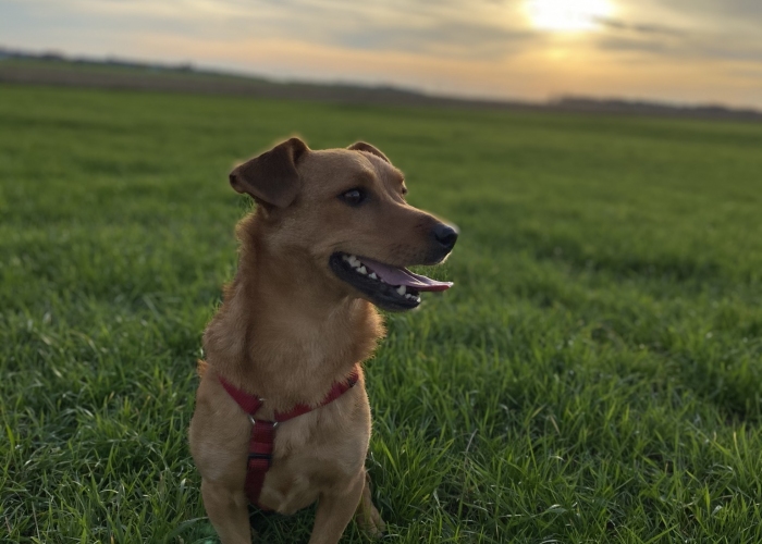 Mischling-Hund, Willi, Tierheim Burgdorf