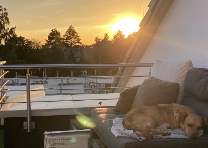 Mischling-Hund, Willi, Tierheim Burgdorf