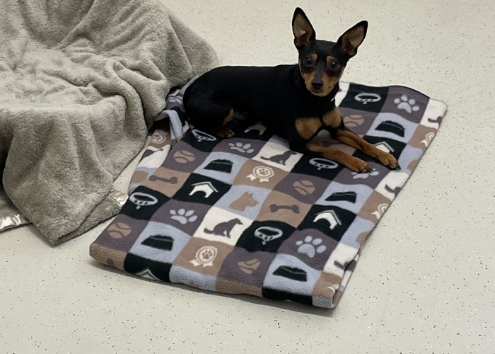Hund, Zwergpinscher , Rocky, Tierheim Burgdorf