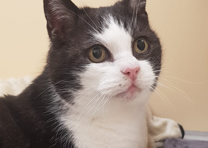 Katze, BKH-Mix, DaVinci, Tierheim Burgdorf