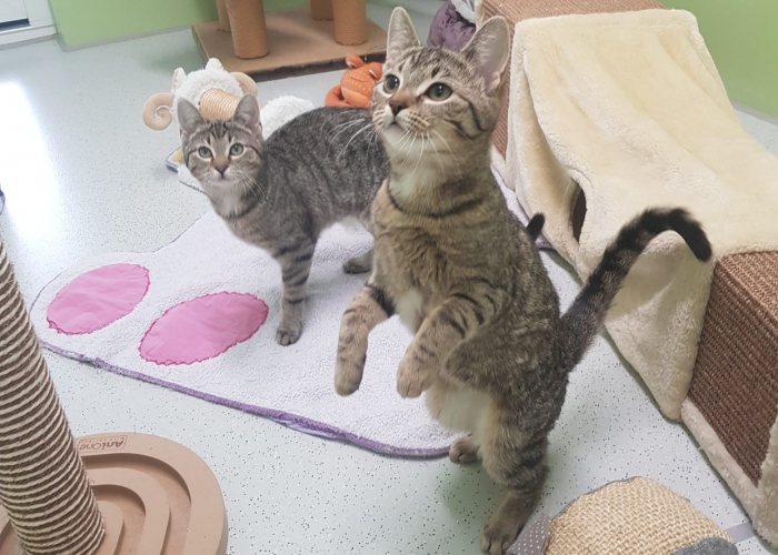 Katze, EKH, Quinoa, Chia, Couscous, Tierheim Burgdorf