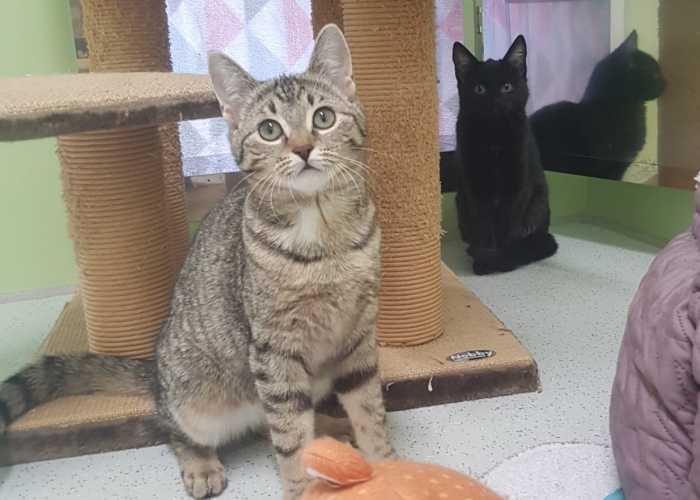 EKH-Katze, Quinoa, Chia, Couscous, Tierheim Burgdorf
