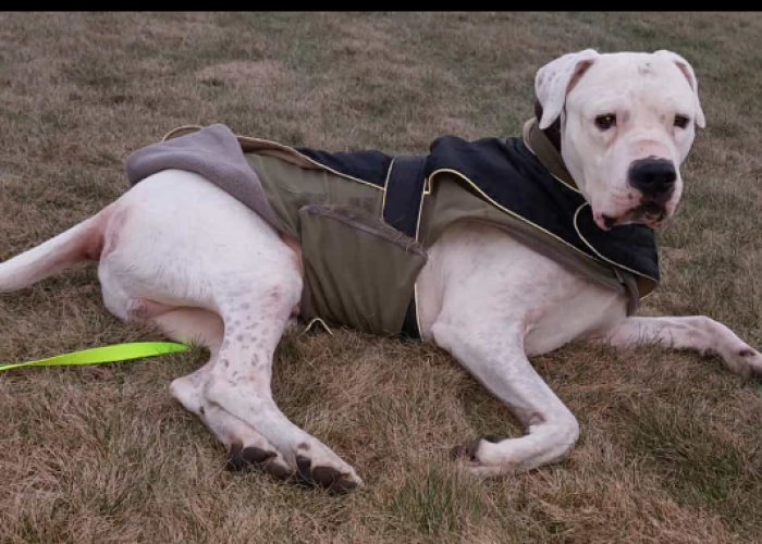 Hund, Dogo Argentino, Mauro, Tierheim Burgdorf